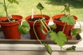 Frost Damaged Courgettes