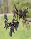 Frost Damaged Leaves Royalty Free Stock Photo