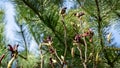 Frost damaged Magnolia Susan Magnolia liliiflora x Magnolia stellata pink flowers and buds. Blackened from the cold plant