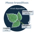 Frost deposition - soft rime on raspberry leaves. Phase transition from gaseous to solid state.