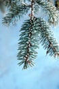 Frost develops on the needles of a pine tree