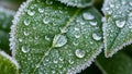 In frost and dewdrops. The leaves have serrated edges with frost Royalty Free Stock Photo