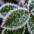 Frost. The edges and surface are adorned with delicate ice crystals and Royalty Free Stock Photo