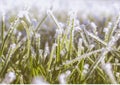 Frost effects on grass Royalty Free Stock Photo