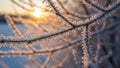 Frost is emphasized by the sunlight highlighting the fragile Royalty Free Stock Photo