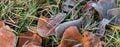 Banner frost on fallen leaves in late autumn or early winter, frost on grass at first frost - cold season concept copy Royalty Free Stock Photo
