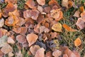 Frost on fallen leaves in late autumn or early winter, frost on grass at first frost - cold season concept Royalty Free Stock Photo