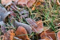 Frost on fallen leaves in late autumn or early winter, frost on grass at first frost - cold season concept Royalty Free Stock Photo