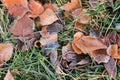 Frost on fallen leaves in late autumn or early winter, frost on grass at first frost - cold season concept Royalty Free Stock Photo