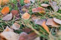 Frost on fallen leaves in late autumn or early winter, frost on grass at first frost - cold season concept Royalty Free Stock Photo