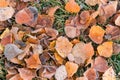 Frost on fallen leaves in late autumn or early winter, frost on grass at first frost - cold season concept Royalty Free Stock Photo
