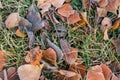 Frost on fallen leaves in late autumn or early winter, frost on grass at first frost - cold season concept Royalty Free Stock Photo