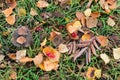 Frost on fallen leaves in late autumn or early winter, frost on grass at first frost - cold season concept Royalty Free Stock Photo