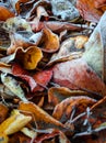 Frost on fallen leaves in the morning Royalty Free Stock Photo
