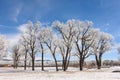 Frost Falling Off Trees Like Snow