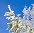 Frost. Royalty Free Stock Photo