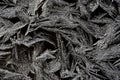 Frost flower Royalty Free Stock Photo