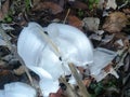 Frost flower early morning cold Royalty Free Stock Photo