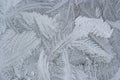 Frost flower on the window Royalty Free Stock Photo