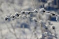 Frost freshness purity frozen plants stand in snow