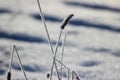 Frost freshness purity frozen plants stand in snow