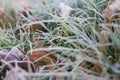 Frost frost icicles first frost on grass and leaves on the lawn late autumn cold frosty morning November Royalty Free Stock Photo