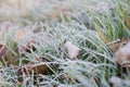 Frost frost icicles first frost on grass and leaves on the lawn late autumn cold frosty morning November Royalty Free Stock Photo