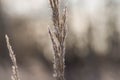 Frost on a frosty autumn morning.