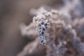 Frost on a frosty autumn morning.