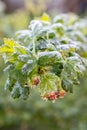 Frost on Gooseberry Bush Leaves with Buds in Early Spring Royalty Free Stock Photo