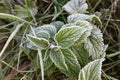 Hoarfrost on green grass, close-up. Autumn night frosts. Royalty Free Stock Photo