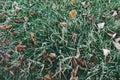 Hoarfrost on green grass and fallen leaves. Royalty Free Stock Photo