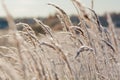 Frost grass close up Royalty Free Stock Photo