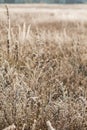 Frost grass close up