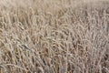 Frost grass close up Royalty Free Stock Photo