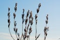 Frost grass close up