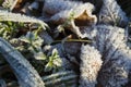 Frost on grass and fallen leaves in cold season, Ice crystals of hoarfrost Royalty Free Stock Photo