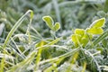 Frost on the grass, the first frost in autumn. Sunny morning after a frosty night, change of season. cold snap, frozen plants