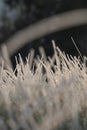 Frost on the grass in the Forest. Ice crystals on meadow grass close up. Nature background.Grass with morning frost and Royalty Free Stock Photo