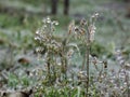 The frost on the grass after freezing rain