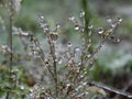 The frost on the grass after freezing rain