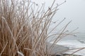 Frost on the grass beside a frozen lake Royalty Free Stock Photo