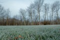 Frost on grass in the garden in denmark Royalty Free Stock Photo
