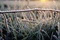 Grass with morning frost and yellow sunlight in the meadow, Royalty Free Stock Photo
