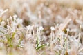 The frost on the grass in late autumn in daylight. Royalty Free Stock Photo