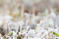 The frost on the grass in late autumn in daylight. Royalty Free Stock Photo