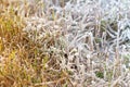 The frost on the grass in late autumn in daylight. Royalty Free Stock Photo