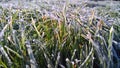 Frost on the grass in late November. Royalty Free Stock Photo