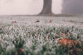 frost on grass and leaves on a cold foggy winter morning in London, UK. Royalty Free Stock Photo