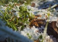 Frost on grass and leaves in cold season sunny day, Ice crystals of hoarfrost nature background close-up Royalty Free Stock Photo